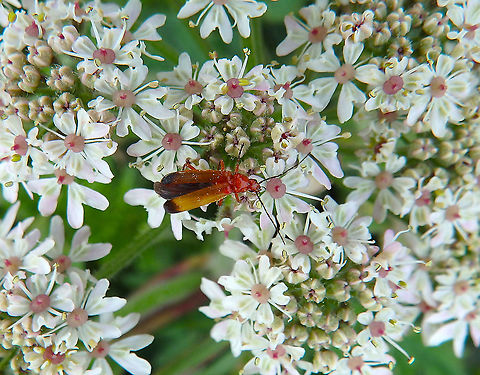 Common red soldier beetle - Rhagonycha fulva Blanc-Nez, France (July, 2016).  Common red soldier beetle,France,Geotagged,Rhagonycha fulva,Summer
