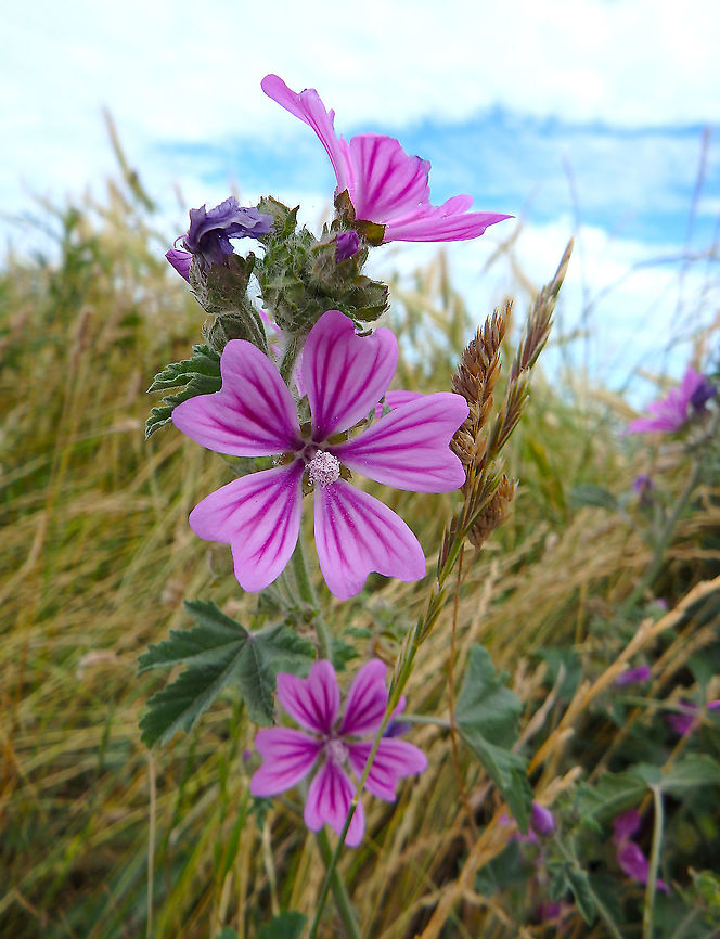 Common Mallow - Malva sylvestris Blanc-Nez, France (July, 2016).  Common Mallow,France,Geotagged,Malva sylvestris,Summer