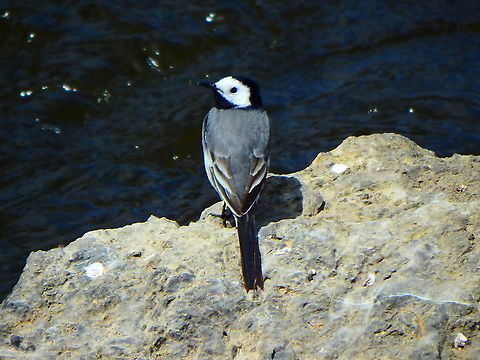 White wagtail - Motacilla alba Nismes. June 2016. Belgium,Geotagged,Motacilla alba,Spring,White wagtail