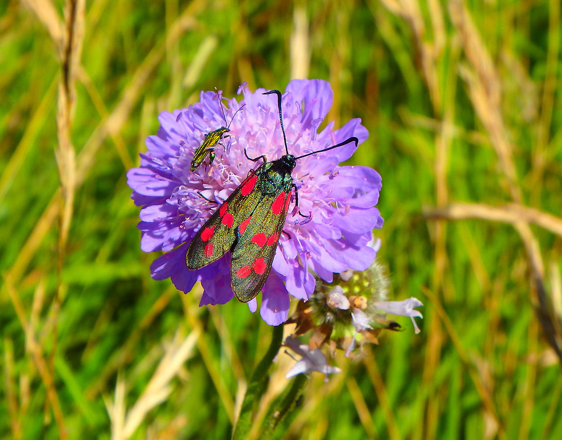 Six-spot burnet - Zygaena filipendulae Blanc-Nez, France (July, 2016).  France,Geotagged,Six-spot burnet,Summer,Zygaena filipendulae