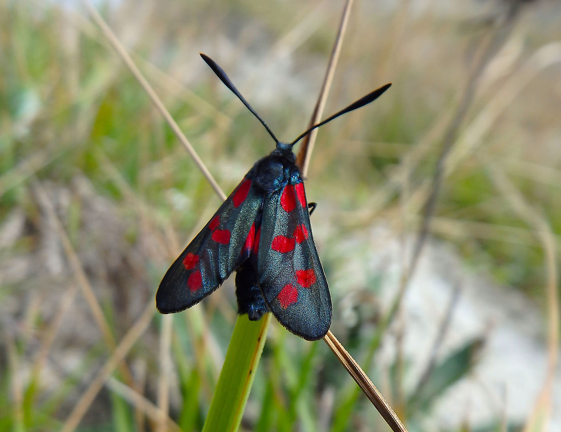 Six-spot burnet - Zygaena filipendulae Blanc-Nez, France (July, 2016).  France,Geotagged,Six-spot burnet,Summer,Zygaena filipendulae