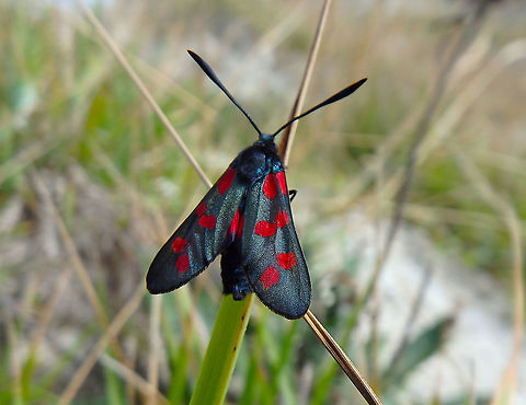 Six-spot burnet - Zygaena filipendulae Blanc-Nez, France (July, 2016).  France,Geotagged,Six-spot burnet,Summer,Zygaena filipendulae