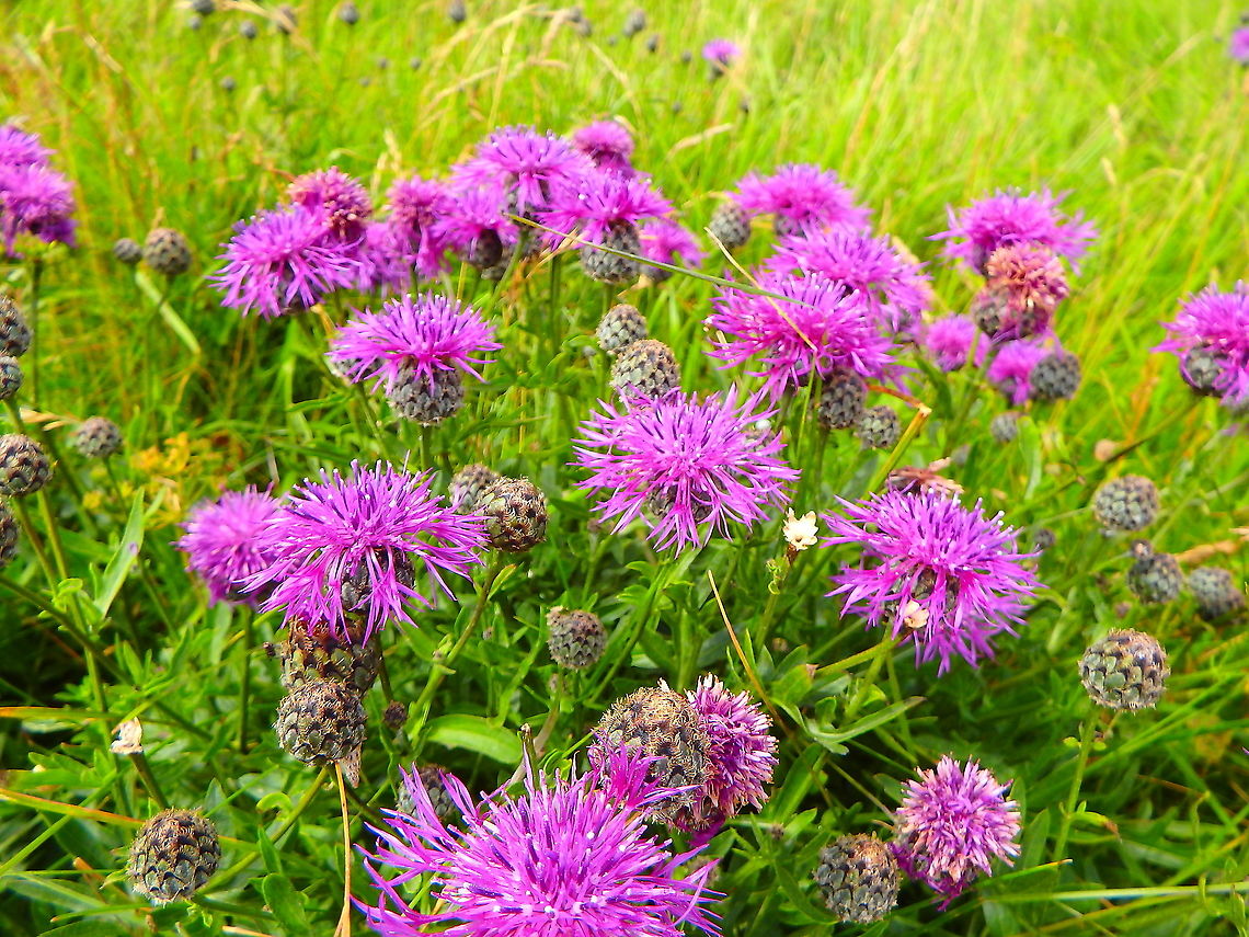 Greater Knapweed - Centaurea scabiosa Blanc-Nez, France (July, 2016) Centaurea scabiosa,France,Geotagged,Greater Knapweed,Summer