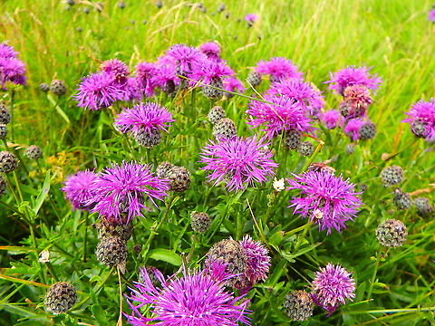 Greater Knapweed - Centaurea scabiosa Blanc-Nez, France (July, 2016) Centaurea scabiosa,France,Geotagged,Greater Knapweed,Summer