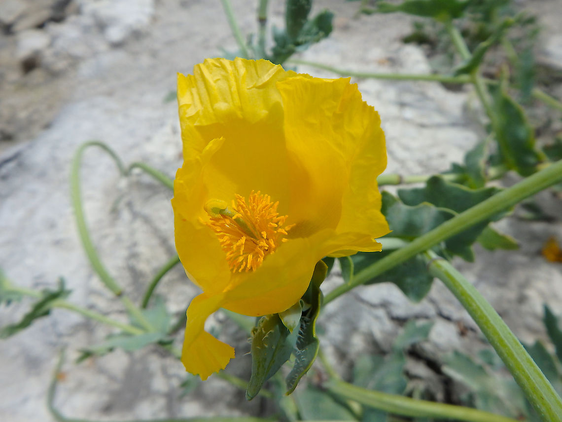 Yellow hornpoppy - Glaucium_flavum Blanc-Nez, France (July, 2016)  France,Geotagged,Glaucium flavum,Summer,Yellow hornpoppy