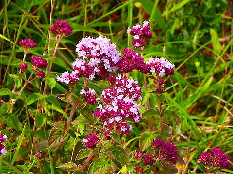 Oregano - Origanum vulgare Blanc-Nez, France (July, 2016) 
It is also alike Thymus pulegioides. I am not sure of this ID France,Geotagged,Oregano,Origanum vulgare,Summer