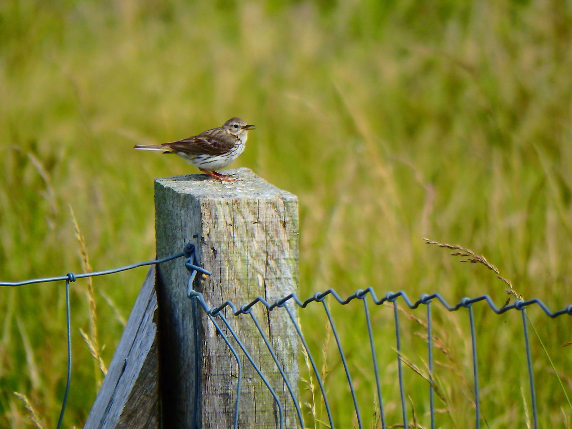 Meadow Pipit - Anthus pratensis Blanc-Nez, France (July, 2016)  Anthus pratensis,France,Geotagged,Meadow pipit,Summer
