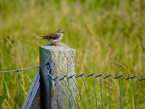 Meadow Pipit - Anthus pratensis Blanc-Nez, France (July, 2016)  Anthus pratensis,France,Geotagged,Meadow pipit,Summer