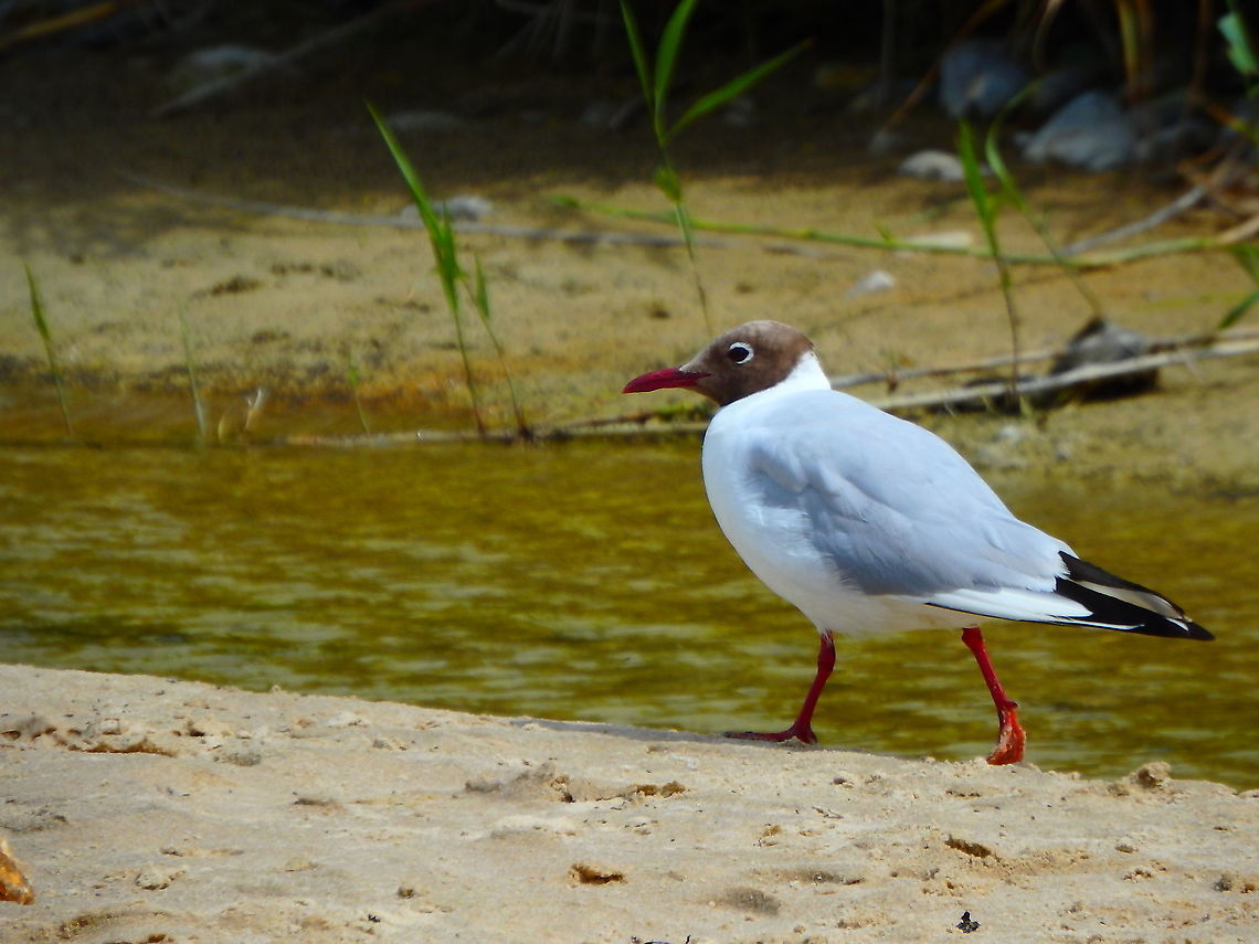 Black-headed gull - Chroicocephalus ridibundus Blanc-Nez, France (July, 2016)  Black-headed gull,Chroicocephalus ridibundus,France,Geotagged,Summer