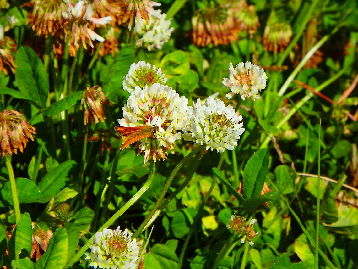 White clover - Trifolium repens Blanc-Nez, France (July, 2016). Being visited by a nice skipper butterfly. France,Geotagged,Summer,Trifolium repens,White clover