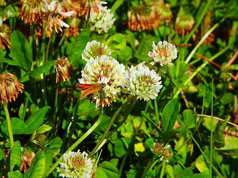 White clover - Trifolium repens Blanc-Nez, France (July, 2016). Being visited by a nice skipper butterfly. France,Geotagged,Summer,Trifolium repens,White clover
