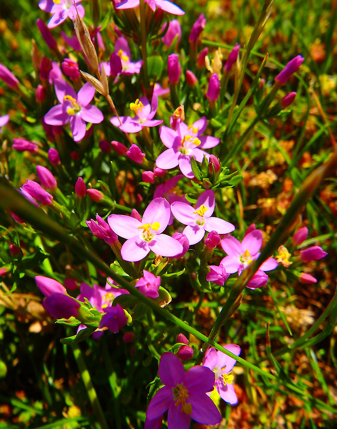 Common Centaury - Centaurium erythraea Blanc-Nez, France (July, 2016).  Centaurium erythraea,Common Centaury,France,Geotagged,Summer