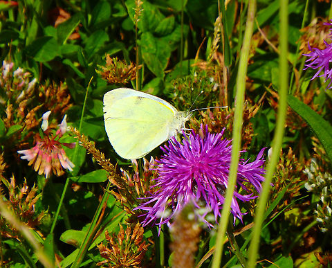 Large white - Pieris brassicae Blanc-Nez, France (July, 2016).  France,Geotagged,Large white,Pieris brassicae,Summer