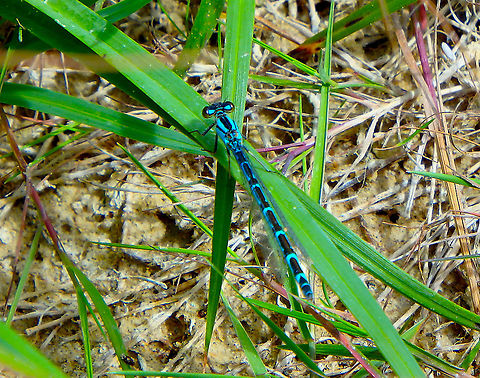 Common blue damselfly - Enallagma cyathigerum ♀ Blanc-Nez, France (July, 2016). 
http://www.freenatureimages.eu/animals/Odonata, Libellen, Dragonflies/Enallagma cyathigerum, Common Blue Damselfly/index.html
https://www.delta-intkey.com/britin/images/lucas272.jpg Common blue damselfly,Enallagma cyathigerum,France,Geotagged,Summer