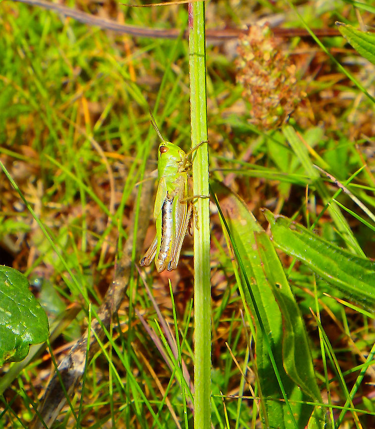 Meadow grasshopper - Pseudochorthippus parallelus Blanc-Nez, France (July, 2016).  (Pseudochorthippus parallelus,Chorthippus parallelus,France,Geotagged,Meadow grasshopper,Pseudochorthippus parallelus,Summer