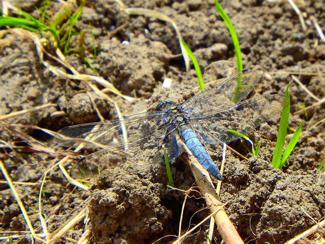 Black-tailed skimmer - Orthetrum cancellatum, male Doode Bemde, July 2016. Belgium,Black-tailed skimmer,Geotagged,Orthetrum cancellatum,Summer