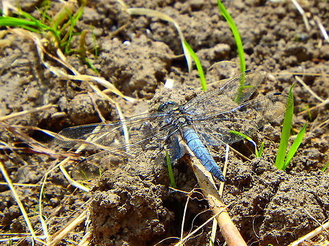 Black-tailed skimmer - Orthetrum cancellatum, male Doode Bemde, July 2016. Belgium,Black-tailed skimmer,Geotagged,Orthetrum cancellatum,Summer