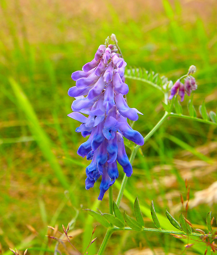 Cow vetch - Vicia cracca Doode Bemde, July 2016. Belgium,Cow vetch,Geotagged,Summer,Vicia cracca