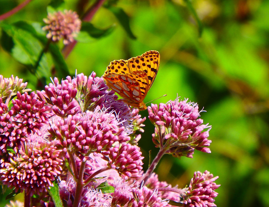 Queen of Spain Fritillary - Issoria lathonia July 2016.<br />
Ter Yde, Belgium.  Belgium,Geotagged,Issoria lathonia,Queen of Spain Fritillary,Summer