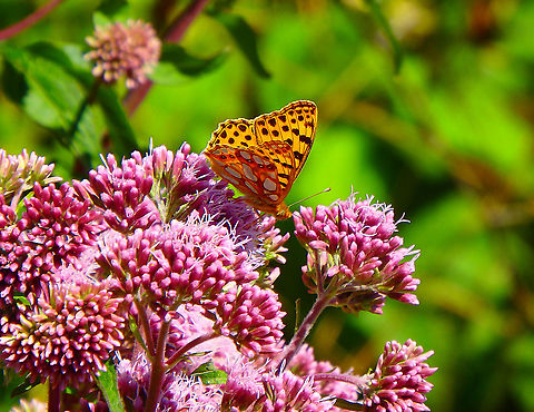 Queen of Spain Fritillary - Issoria lathonia July 2016.
Ter Yde, Belgium.  Belgium,Geotagged,Issoria lathonia,Queen of Spain Fritillary,Summer