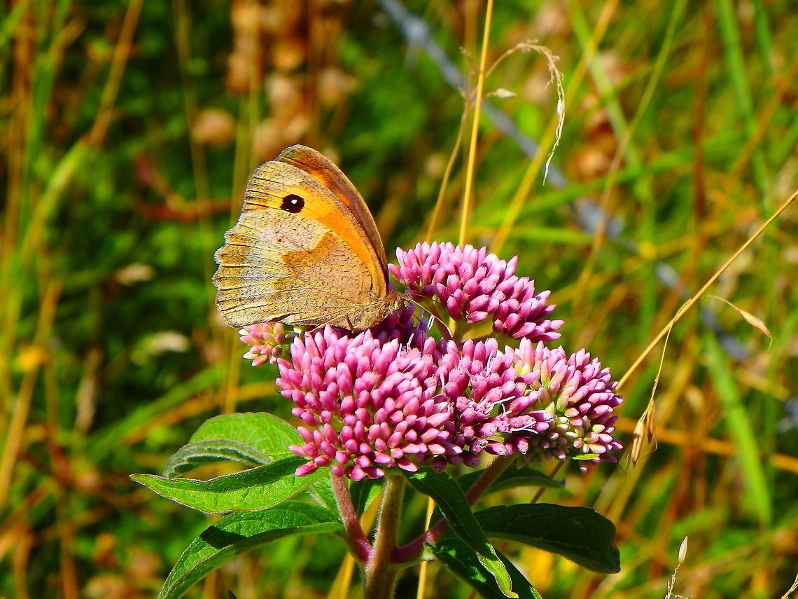 Meadow Brown - Maniola jurtina July 2016.<br />
Ter Yde, Belgium.  Belgium,Geotagged,Maniola jurtina,Meadow Brown,Summer