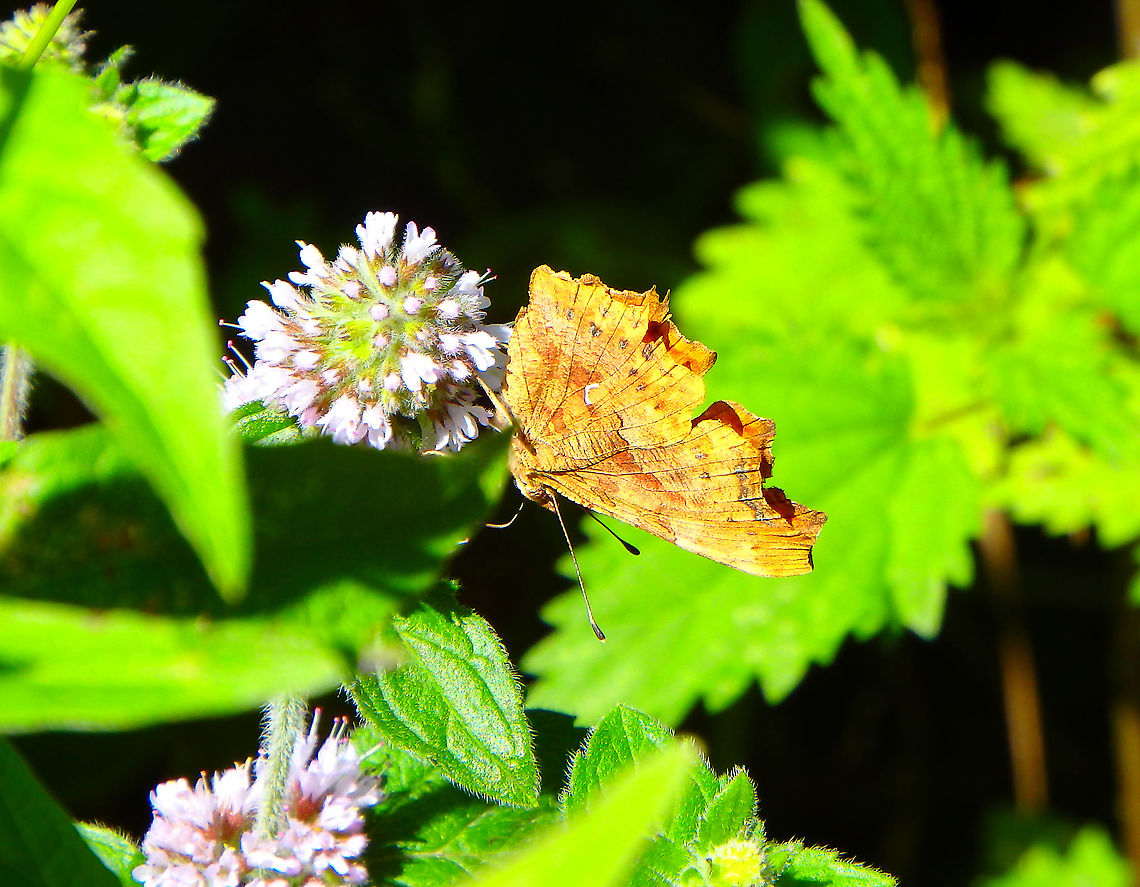 Comma - Polygonia c-album July 2016.<br />
Ter Yde, Belgium.  Belgium,Comma,Geotagged,Polygonia c-album,Summer