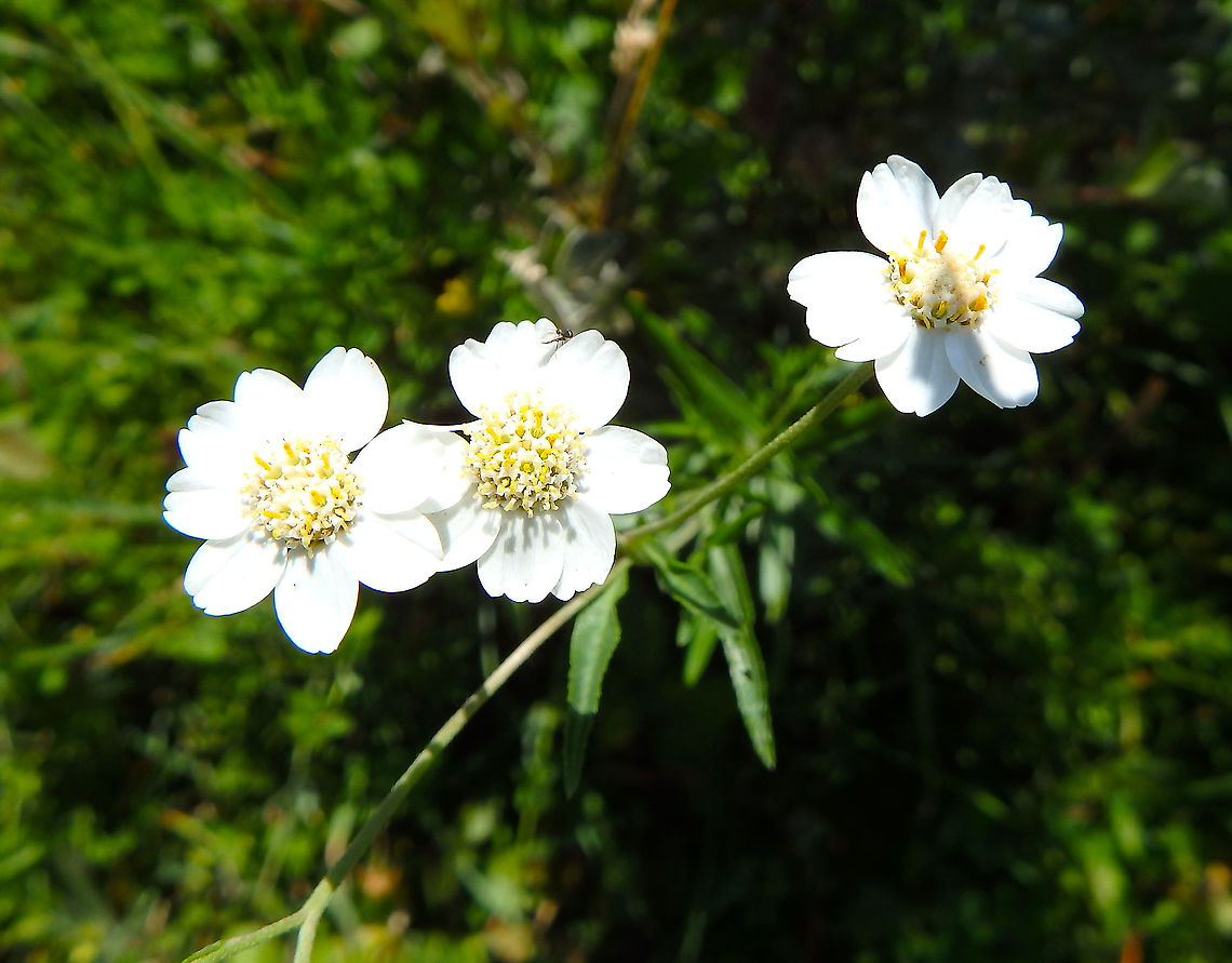 Sneezewort - Achilea ptarmica July 2016.<br />
Ter Yde, Belgium.  Achillea ptarmica,Belgium,Geotagged,Sneezewort,Summer
