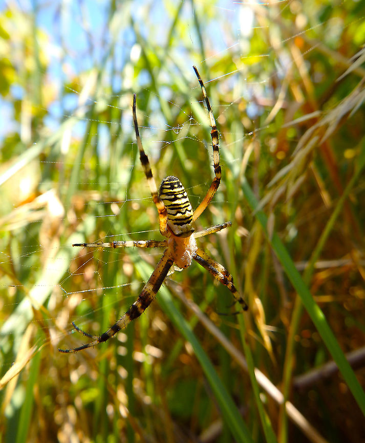 Wasp spider - Argiope bruennichi July 2016.<br />
Ter Yde, Belgium.  Argiope bruennichi,Belgium,Geotagged,Summer,Wasp spider