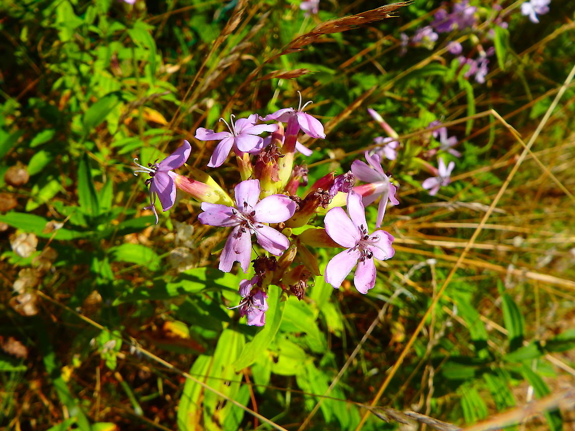 Common Soapwort - Saponaria officinalis July 2016.<br />
Ter Yde, Belgium.  Belgium,Geotagged,Saponaria officinalis,Saponaria_officinalis,Summer