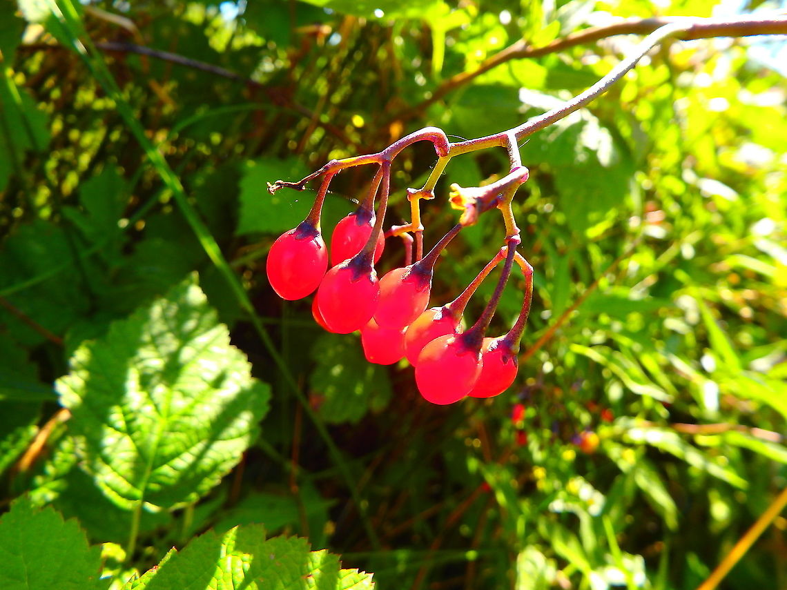 Guelder-rose - Viburnum opulus July 2016.<br />
Ter Yde, Belgium.  Belgium,Geotagged,Guelder-rose,Summer,Viburnum opulus
