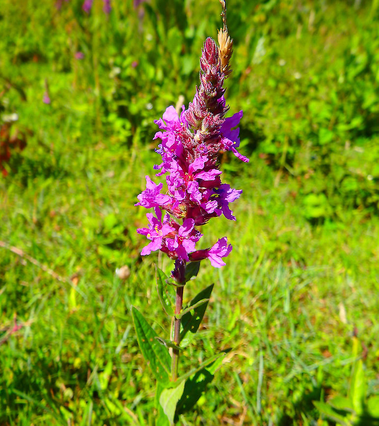 Spiked loosestrife - Lythrum salicaria July 2016.<br />
Ter Yde, Belgium.  Belgium,Geotagged,Lythrum salicaria,Spiked loosestrife,Summer