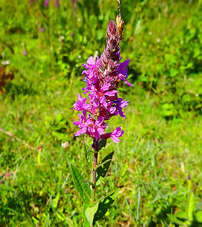 Spiked loosestrife - Lythrum salicaria July 2016.
Ter Yde, Belgium.  Belgium,Geotagged,Lythrum salicaria,Spiked loosestrife,Summer