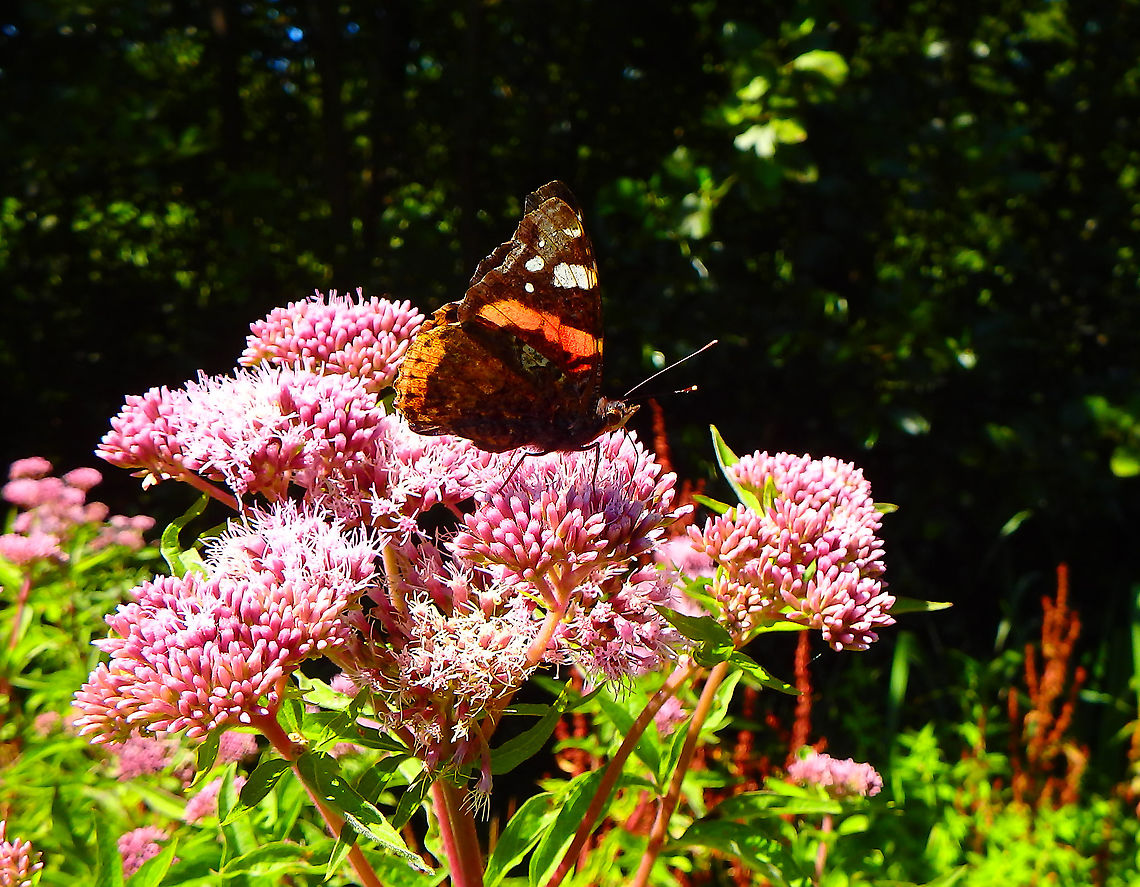 Red Admiral - Vanessa atalanta July 2016.<br />
Ter Yde, Belgium.  Belgium,Geotagged,Red Admiral,Summer,Vanessa atalanta