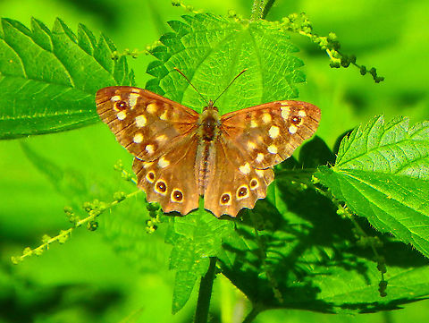 Speckled Wood - Pararge aegeria Buggenhoutbos, Aug 2016. Belgium,Geotagged,Pararge aegeria,Speckled Wood,Summer