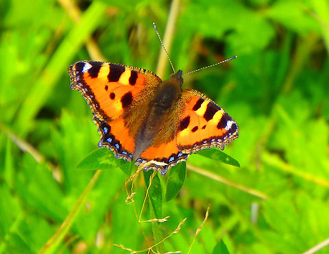 Small Tortoiseshell - Aglais urticae Buggenhoutbos, Aug 2016.  Aglais urticae,Belgium,Geotagged,Small Tortoiseshell,Summer