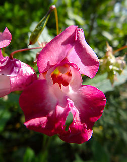 Himalayan Balsam - Impatiens glandulifera Korbeek-Dijle, near the river, 2016. Belgium,Geotagged,Himalayan Balsam,Impatiens glandulifera,Summer