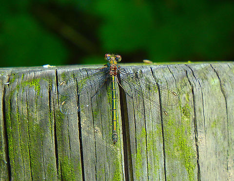 Emerald spreadwing - Lestes dryas Doode Bemde, Aug 2016.
https://observations.be/species/582/ Belgium,Emerald spreadwing,Geotagged,Lestes dryas,Summer