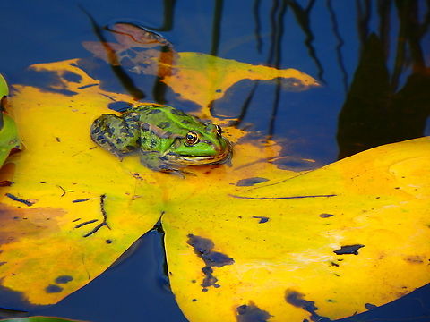 Edible frog - Pelophylax kl. esculentus Doode Bemde, Aug 2016. Belgium,Edible frog,Geotagged,Pelophylax kl. esculentus,Summer
