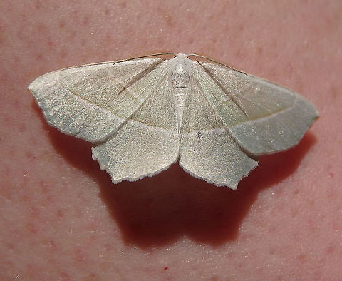 Light Emerald - Campaea margaritata/margaritaria Seen in our home on Aug, 2016. Belgium,Campaea margaritata,Geotagged,Summer