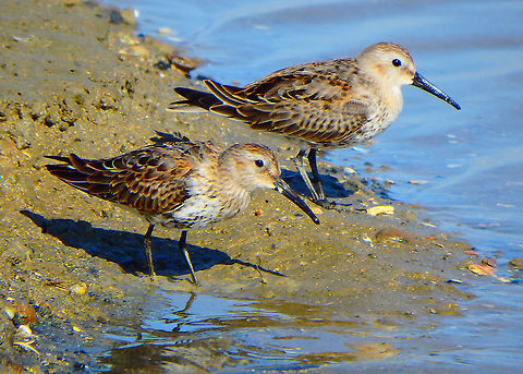Dunlin - Calidris alpina (juveniles) Zeeland, Sep 2016. Calidris alpina,Dunlin,Fall,Geotagged,Netherlands