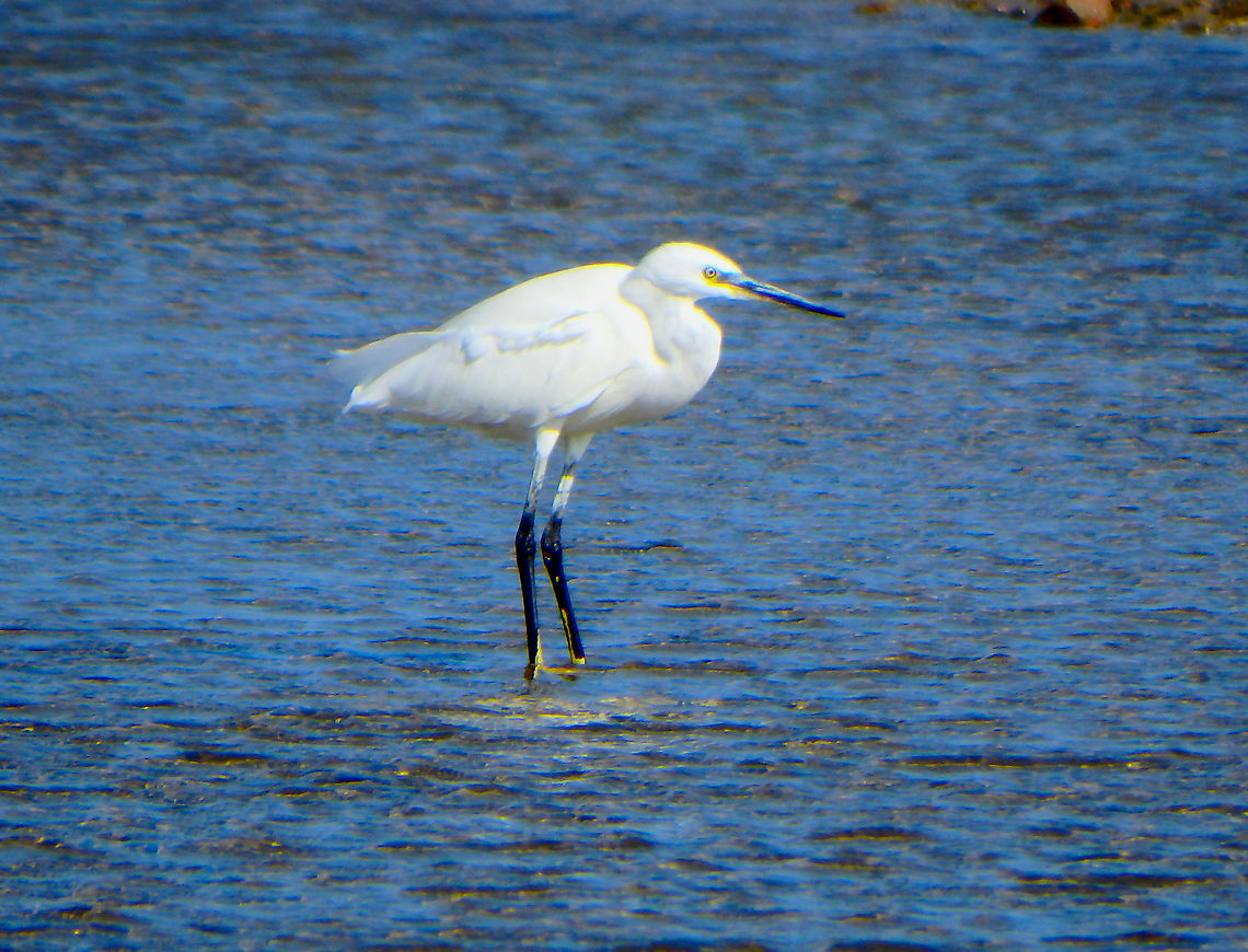 Little Egret - Egretta garzetta Zeeland, Sep 2016.  Egretta garzetta,Fall,Geotagged,Little Egret,Netherlands