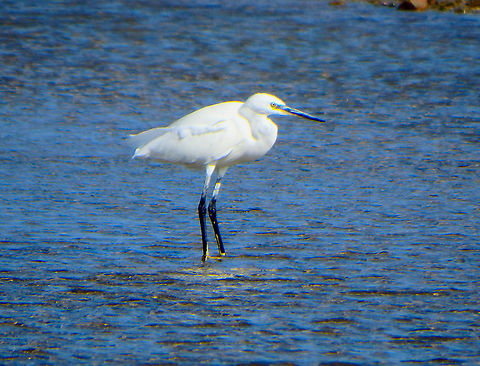 Little Egret - Egretta garzetta Zeeland, Sep 2016.  Egretta garzetta,Fall,Geotagged,Little Egret,Netherlands