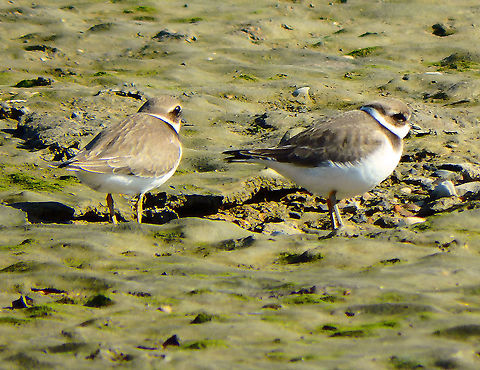 Common Ringed Plover - Charadrius hiaticula (juveniles) Zeeland, Sep 2016.  Charadrius hiaticula,Common Ringed Plover,Fall,Geotagged,Netherlands
