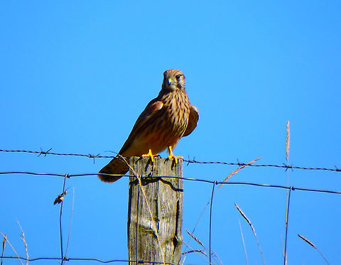 Common Kestrel - Falco tinnunculus Zeeland, Sep 2016.  Common Kestrel,Falco tinnunculus,Fall,Geotagged,Netherlands