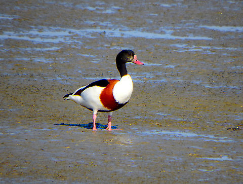 Common Shelduck - Tadorna tadorna Zeeland, Sep 2016.  Common Shelduck,Fall,Geotagged,Netherlands,Tadorna tadorna