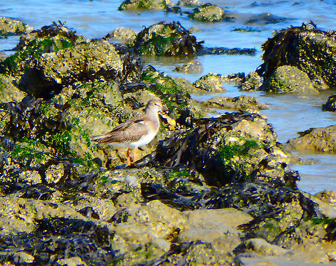 Common Sandpiper - Actitis hypoleucos Zeeland, Sep 2016.  Actitis hypoleucos,Common sandpiper,Fall,Geotagged,Netherlands
