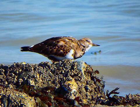Ruddy Turnstone - Arenaria interpres Zeeland, Sep 2016.  Arenaria interpres,Fall,Geotagged,Netherlands,Ruddy Turnstone
