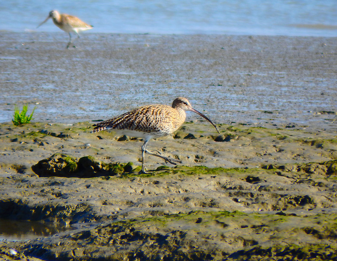 Eurasian Curlew - Numenius arquata Zeeland, Sep 2016.  Eurasian Curlew,Fall,Geotagged,Netherlands,Numenius arquata