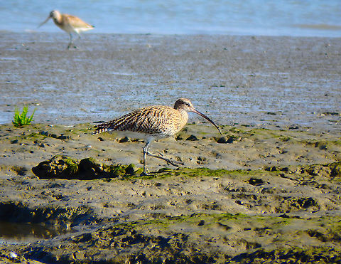 Eurasian Curlew - Numenius arquata Zeeland, Sep 2016.  Eurasian Curlew,Fall,Geotagged,Netherlands,Numenius arquata