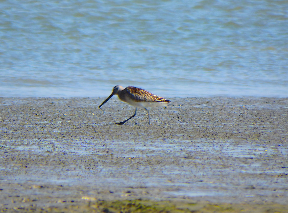 Bar-tailed Godwit - Limosa lapponica Zeeland, Sep 2016. <br />
<a href="https://waarneming.nl/species/170/observations/" rel="nofollow">https://waarneming.nl/species/170/observations/</a>?<br />
 Bar-tailed Godwit,Fall,Geotagged,Limosa lapponica,Netherlands